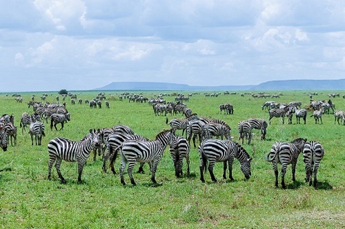 zebra at serengeti for 2026-2027