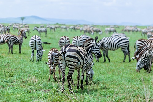 join to experience Serengeti safari tour