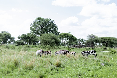 5-Day Serengeti Private safari from Arusha