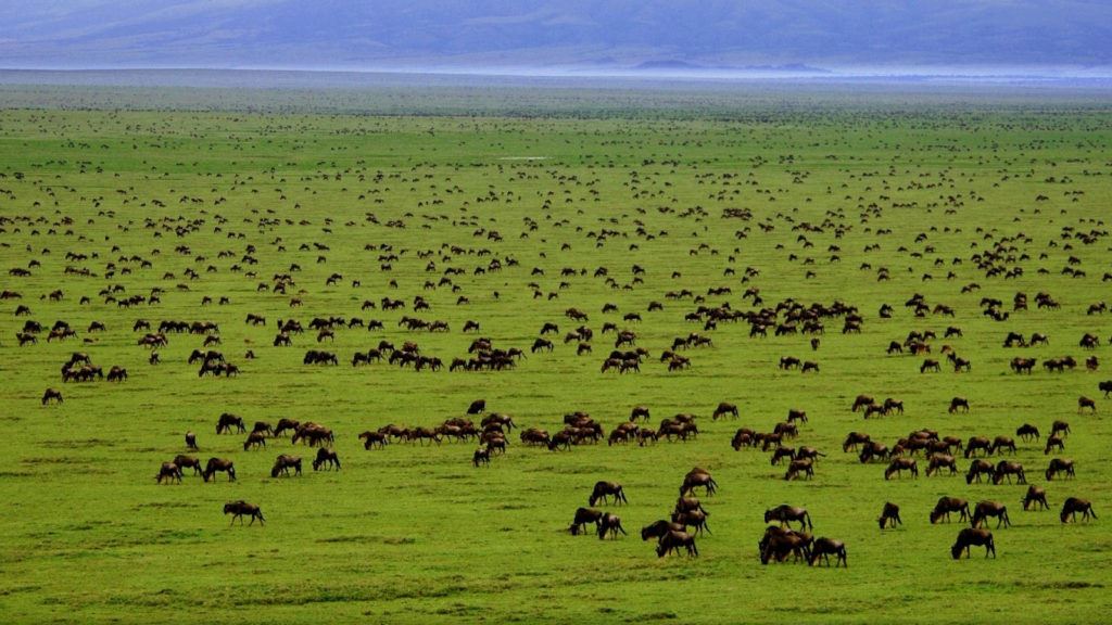 Serengeti Safaris | Serengeti National Park | Serengeti Migration Tanzania
